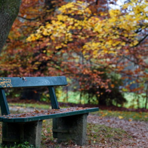 Autumn in the park