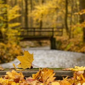 Yellow world