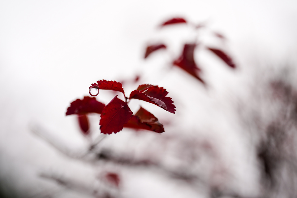 Raindrop