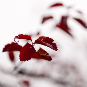 Raindrop