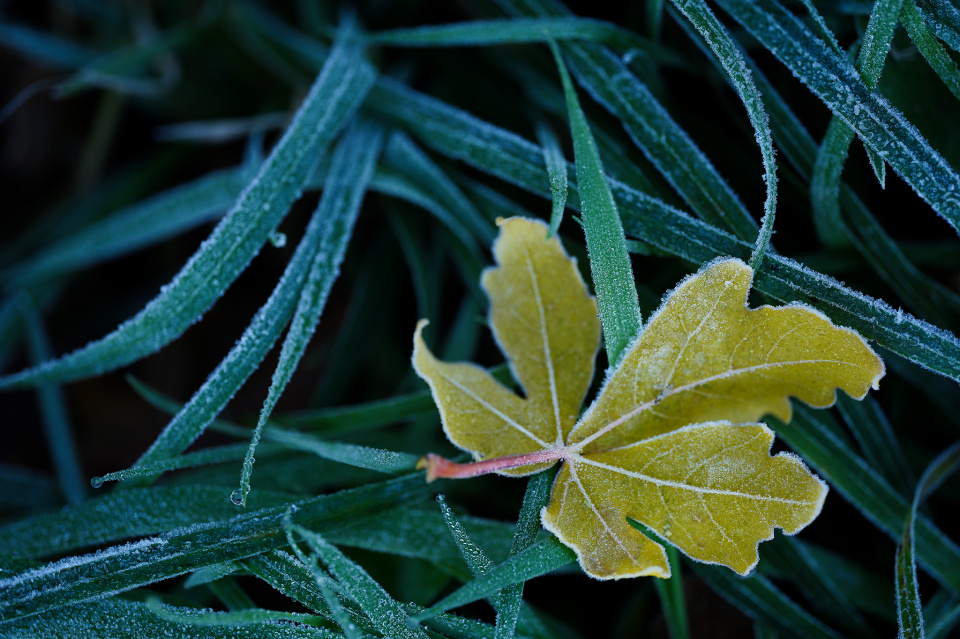 Frosty morning