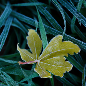 Frosty morning