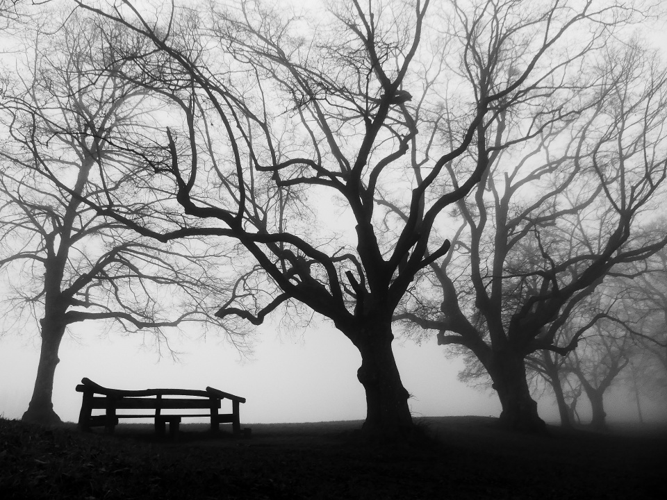A foggy walk