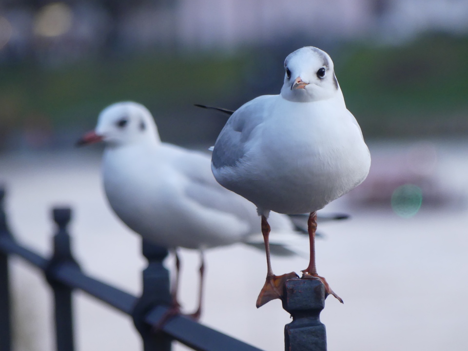 Sea gulls