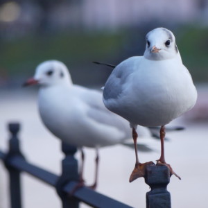Sea gulls