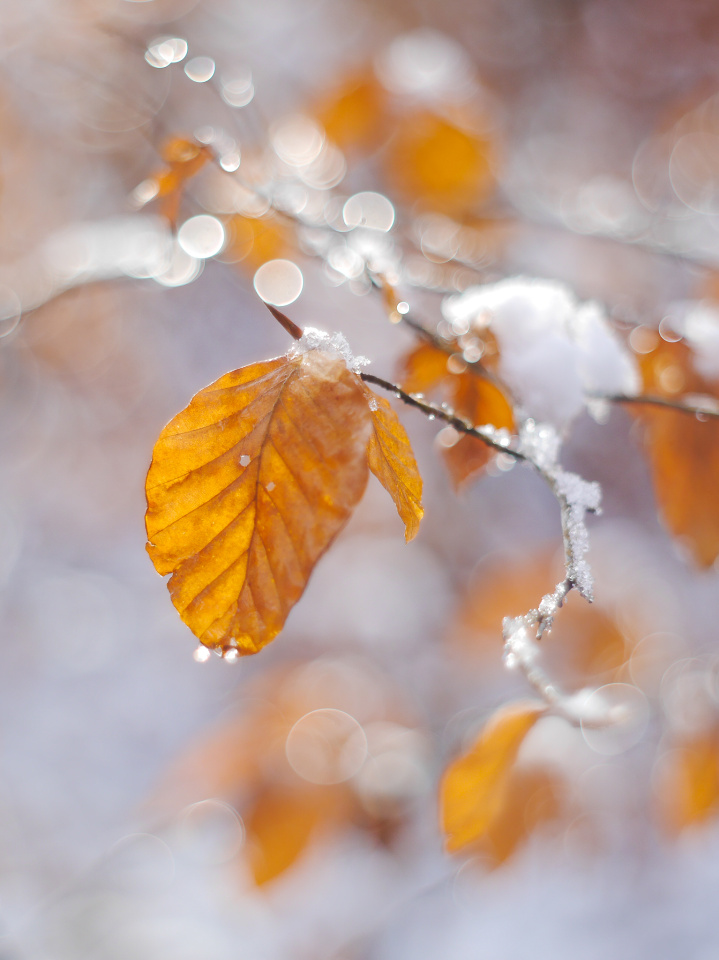 First snow