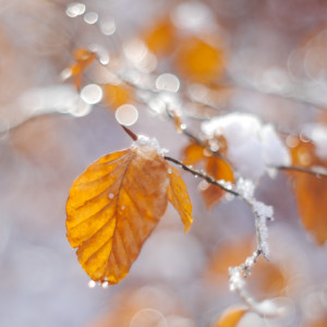 First snow