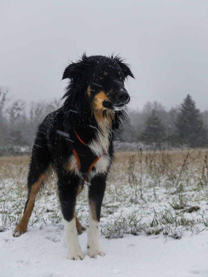 A cold snowy morning