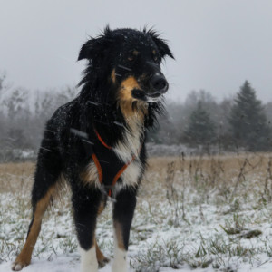 A cold snowy morning