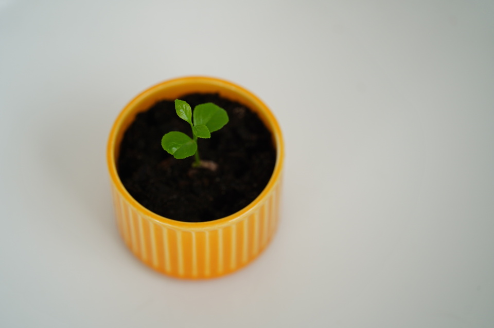 A lemon tree