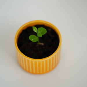 A lemon tree