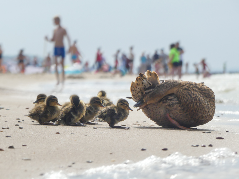 Holidays with kids