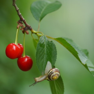 Tasty?
