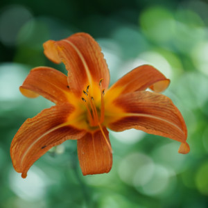 Garden beauty