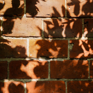 Shadows