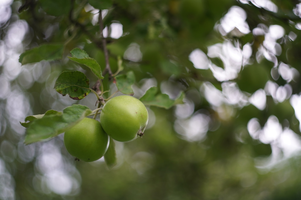 Apples