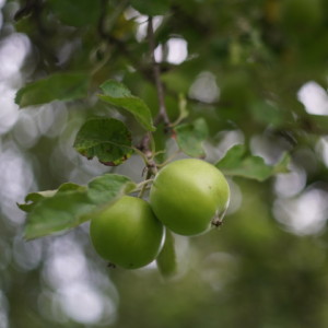 Apples