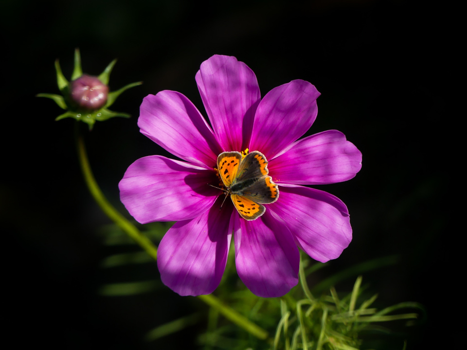 A flower