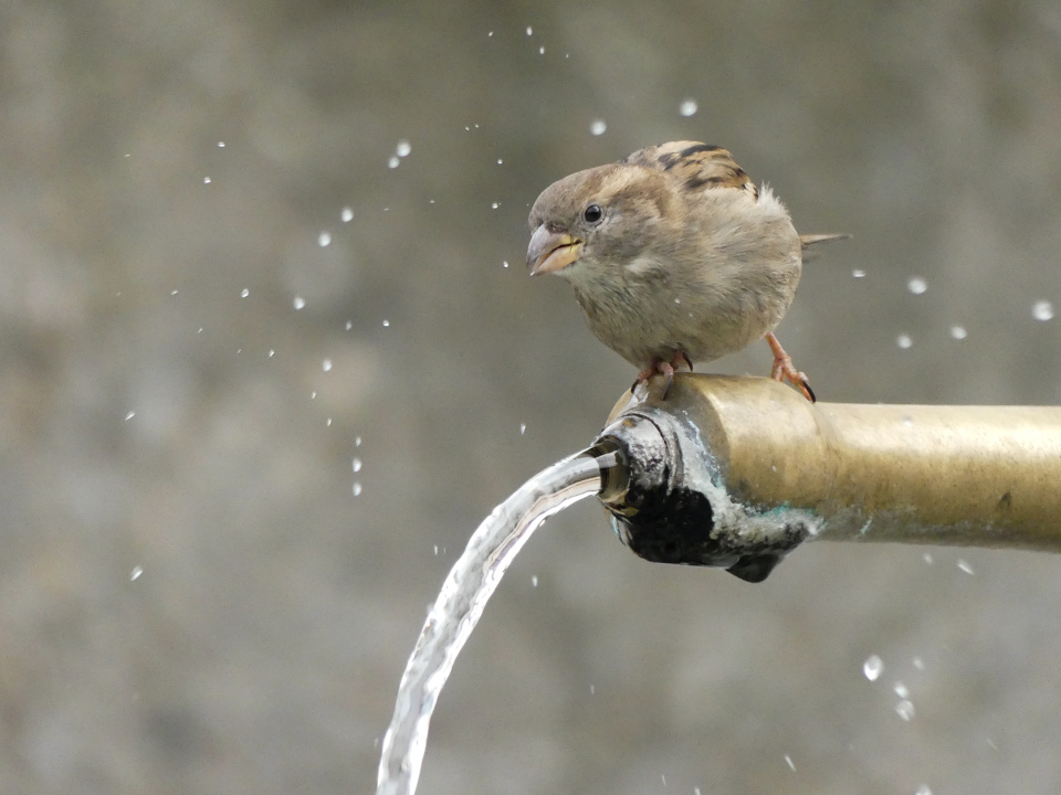 Thirsty