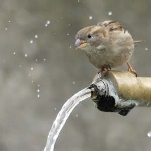 Thirsty