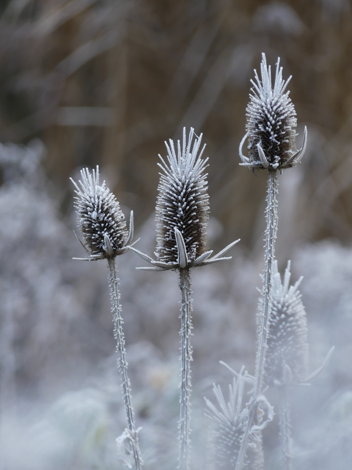Frosty morning