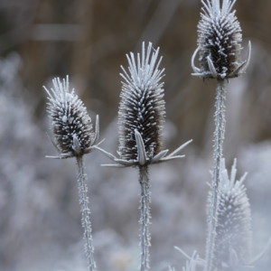 Frosty morning