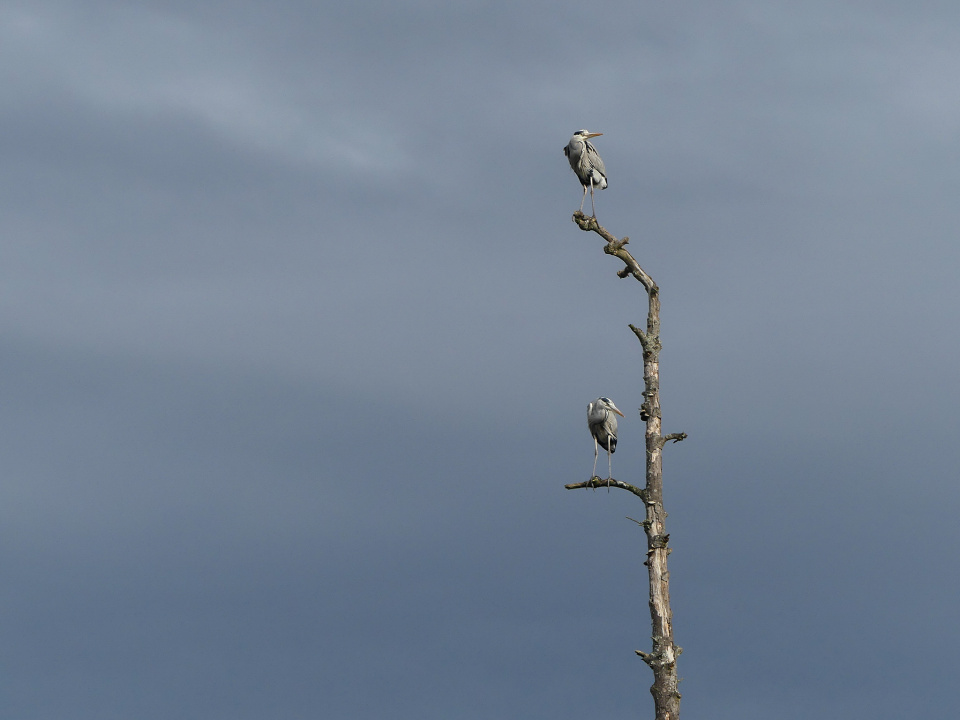 Perched on a tree