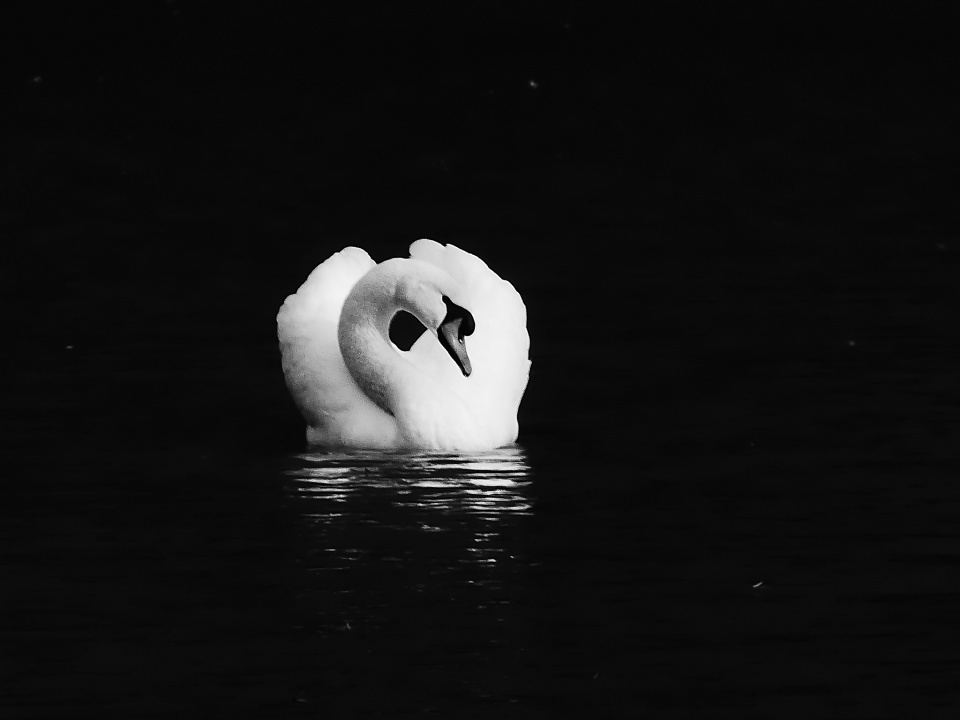 A graceful swan