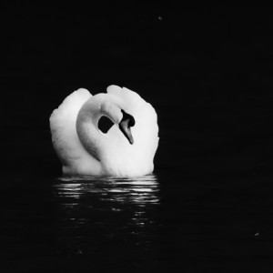 A graceful swan
