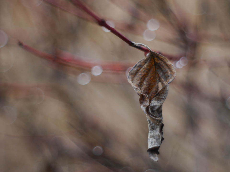 A dead leaf