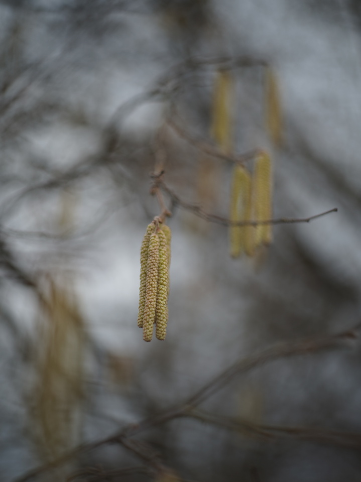 Blooming hazel
