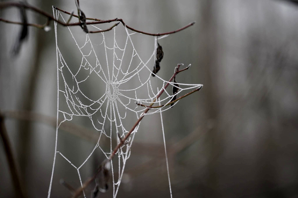Foggy morning