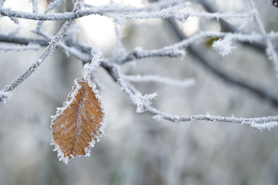 Frosty morning