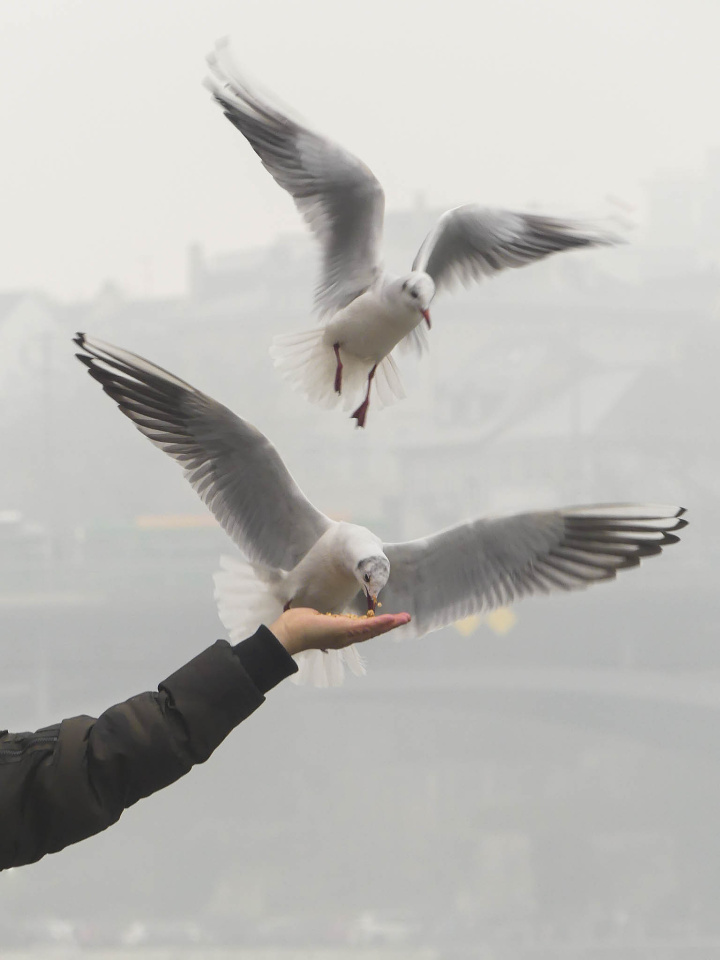 Feeding the seagulls