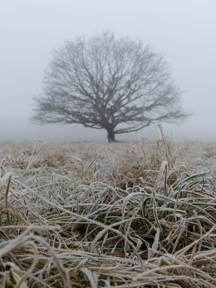 Frosty and foggy
