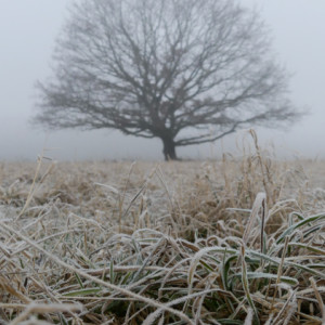 Frosty and foggy