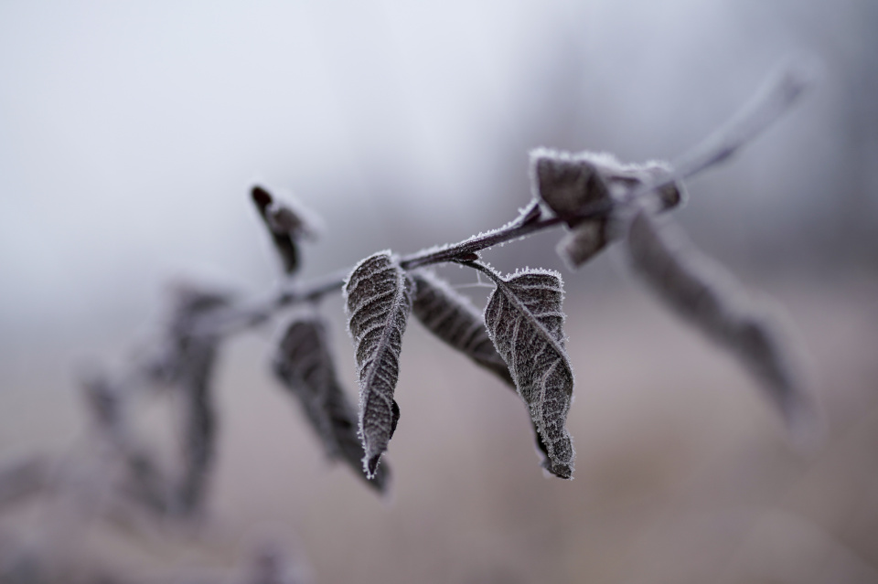 Cold morning