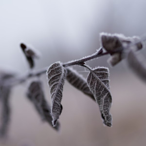 Cold morning