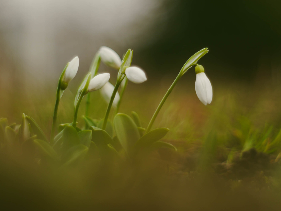 Hello spring