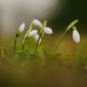 Hello spring