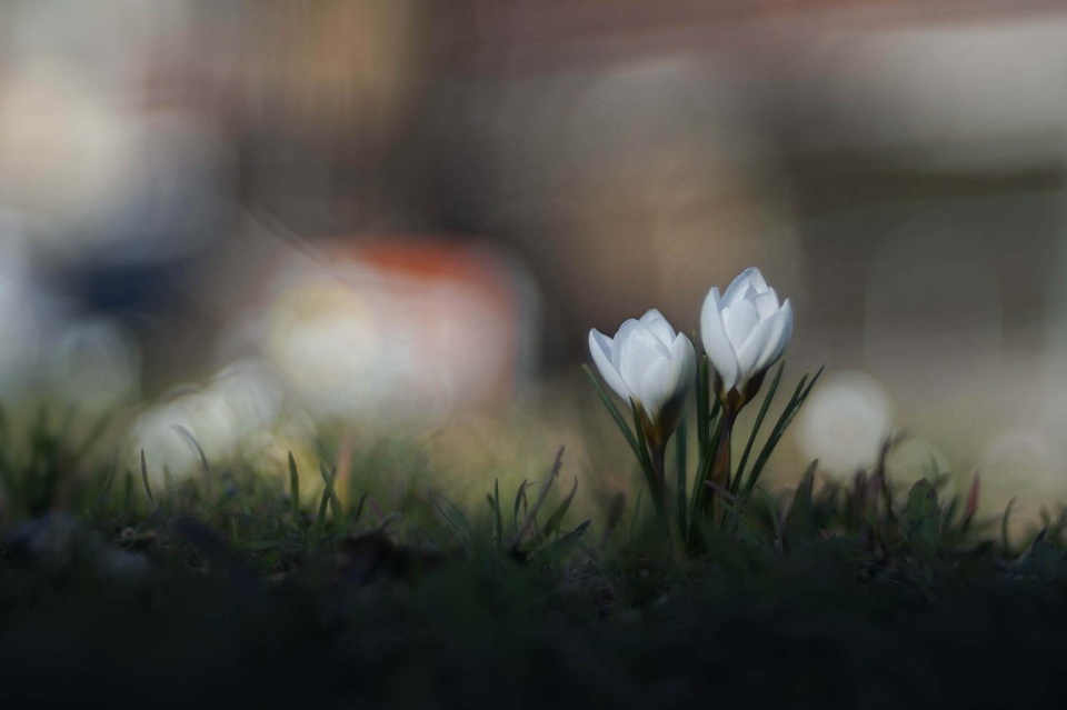 Crocuses