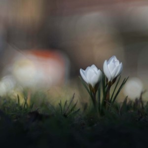 Crocuses