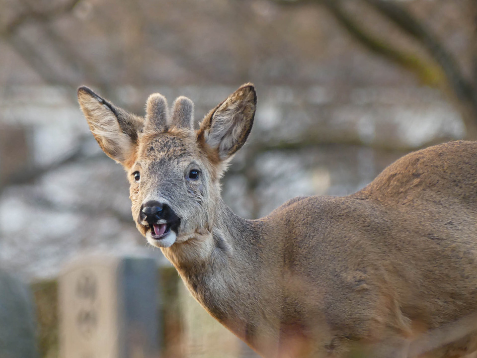 Hello, my deer!