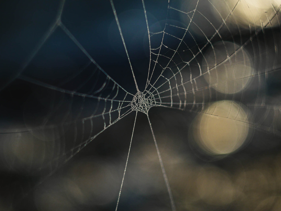 A spider web