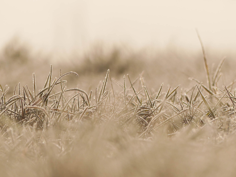Frosty foggy morning