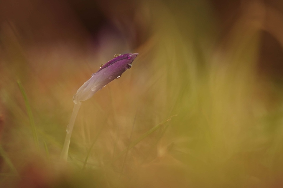 Another crocus