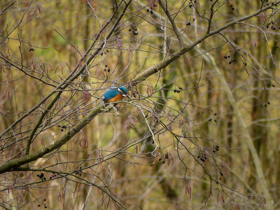 Kingfisher