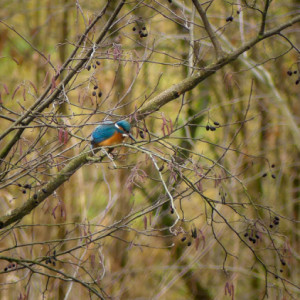 Kingfisher