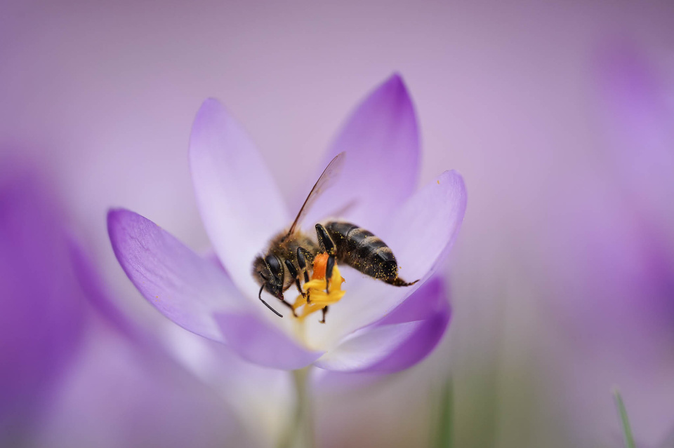 First bees are out