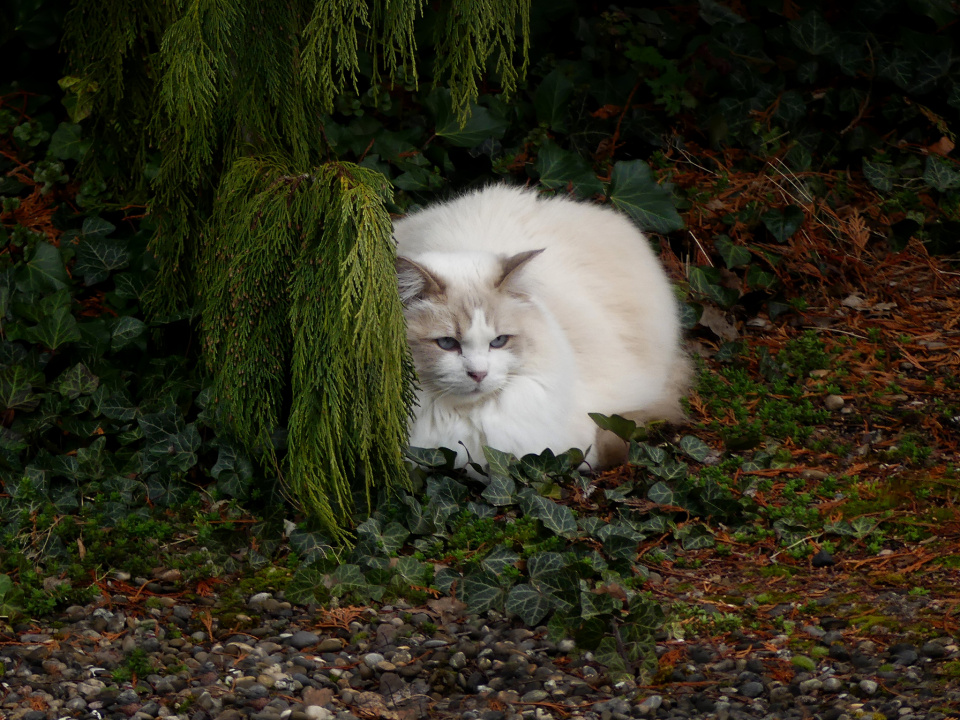 White beauty